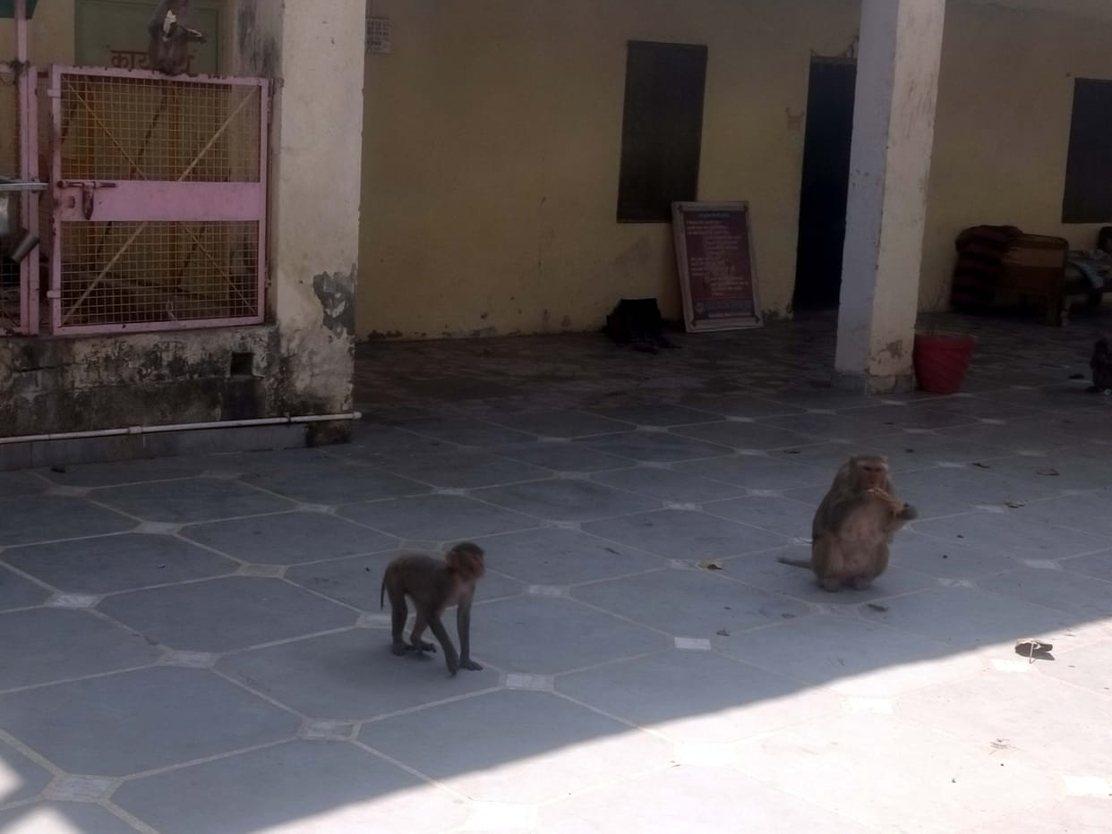Terror of dreaded monkeys in temple premises, number of devotees decreased