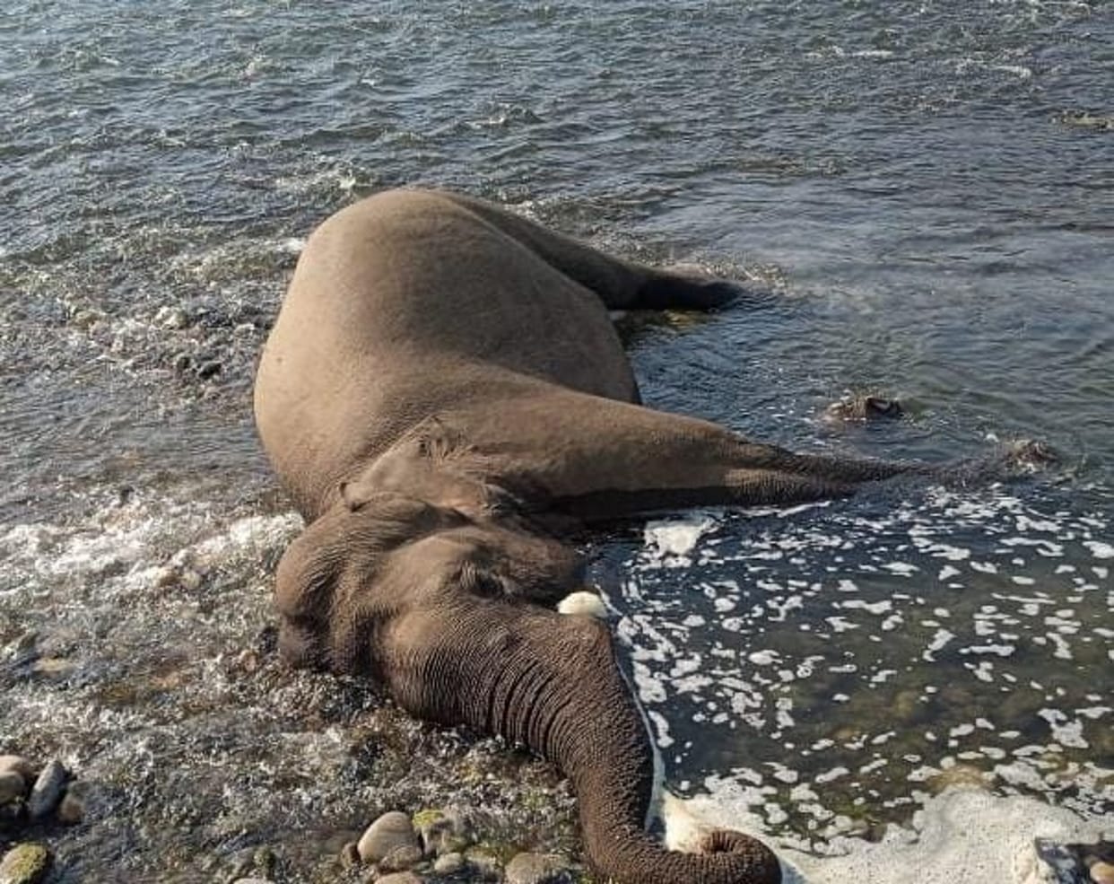 Uttarakhand : Rajaji National Tiger Reserve Park Another male elephant injured in mutual conflict also died 