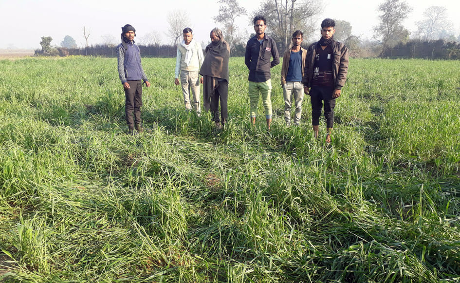 Wild elephants trampled ten acres of crop in Bela Khurd