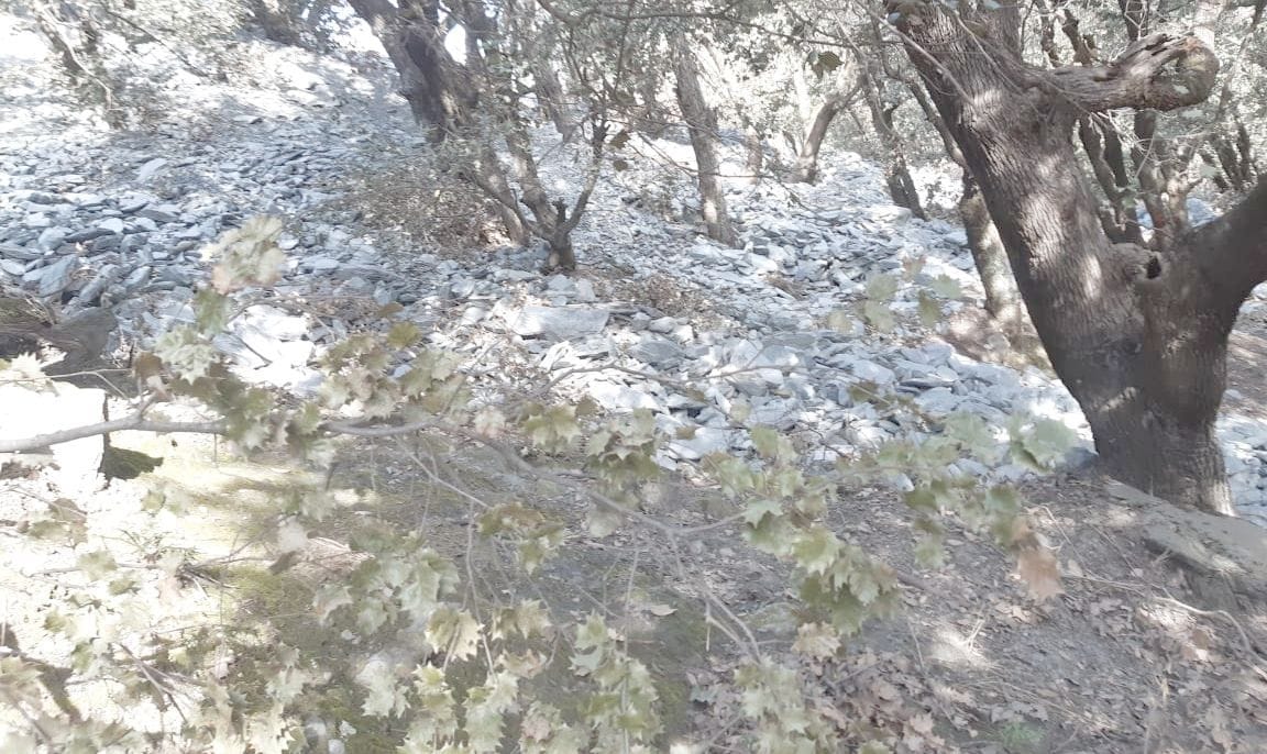 Holi ka choli forest turned dumping site