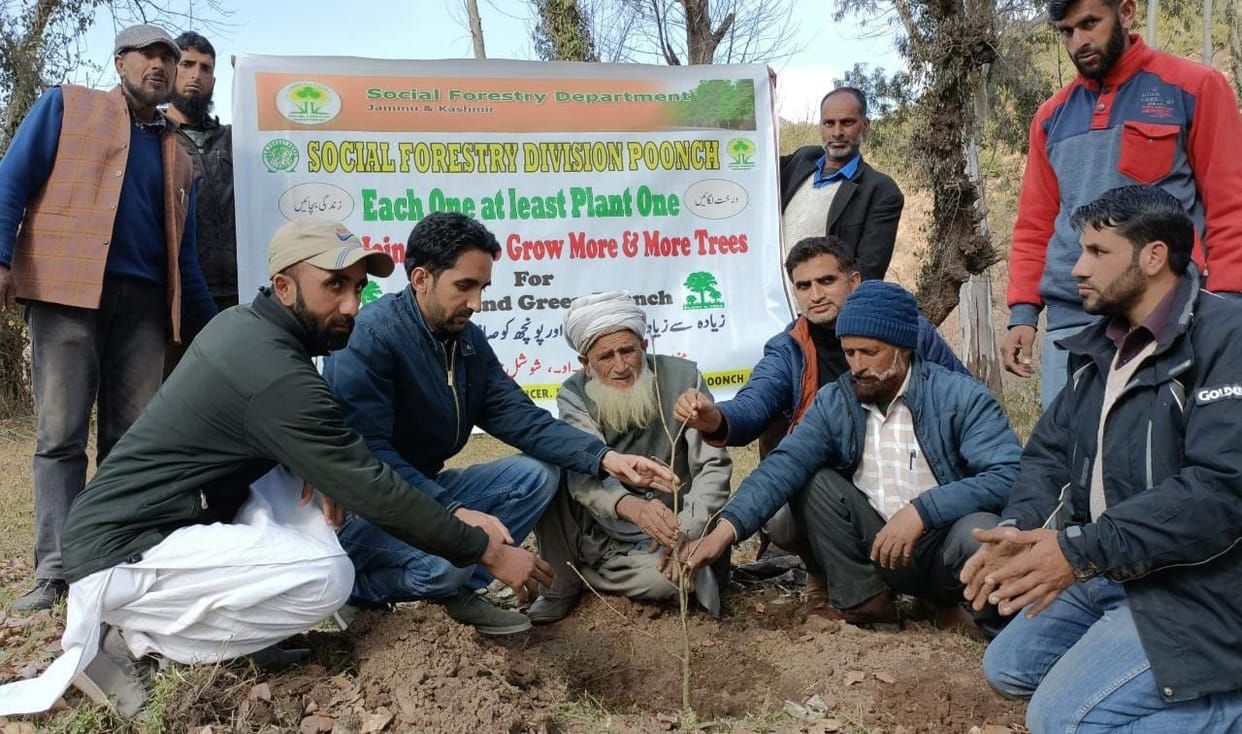 tree plantation