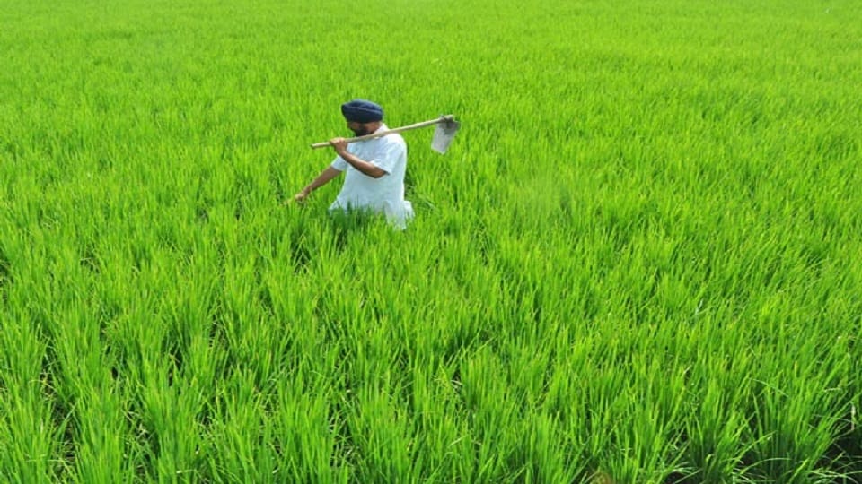 Punjab forgets importance of earth: root cause behind biggest crisis on agriculture, what has to be understood