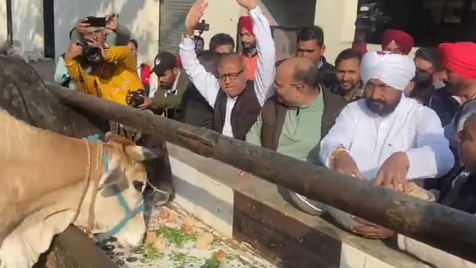 Punjab Chief Minister Charanjit Singh Channi feeds cows at a cowshed in Bhadaur Assembly constituency of Barnala 