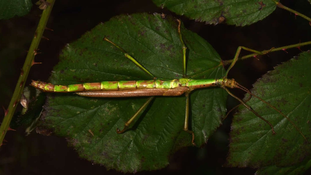 Natural History Museum confirms stick insect is male and female this is first creature of its kind
