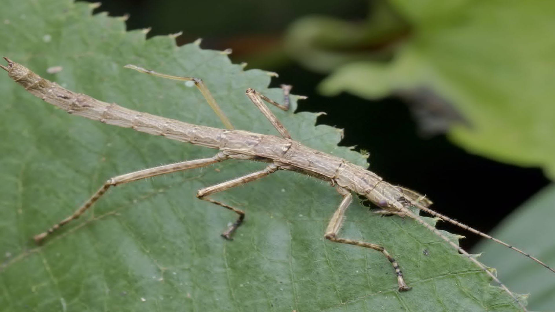 Natural History Museum confirms stick insect is male and female this is first creature of its kind