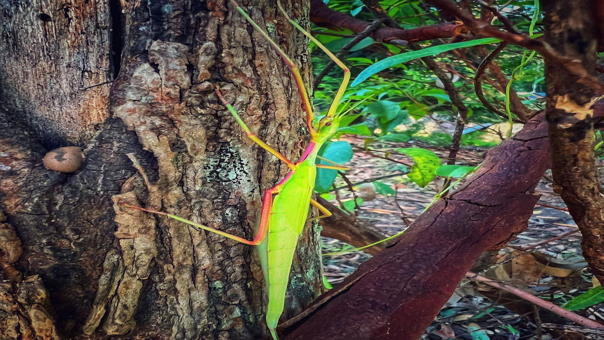 Natural History Museum confirms stick insect is male and female this is first creature of its kind