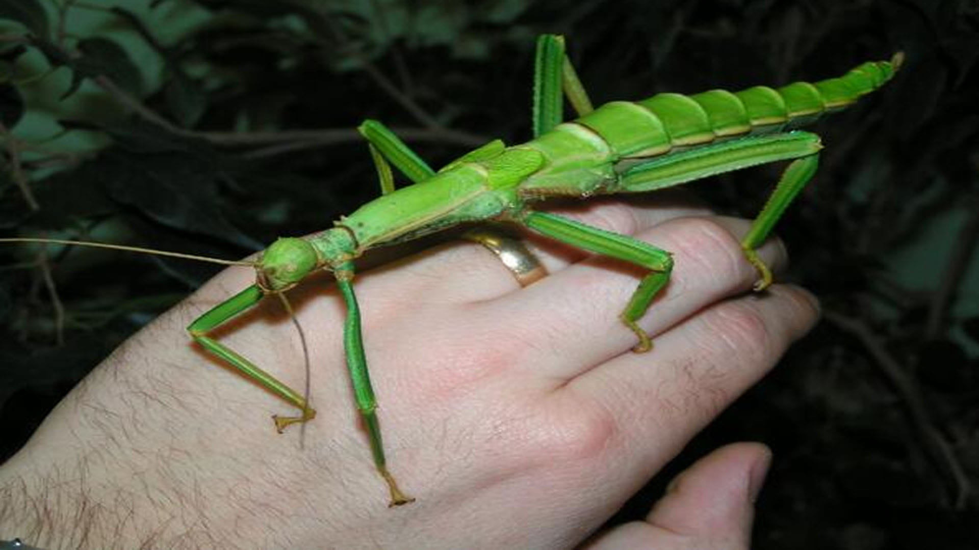 Natural History Museum confirms stick insect is male and female this is first creature of its kind