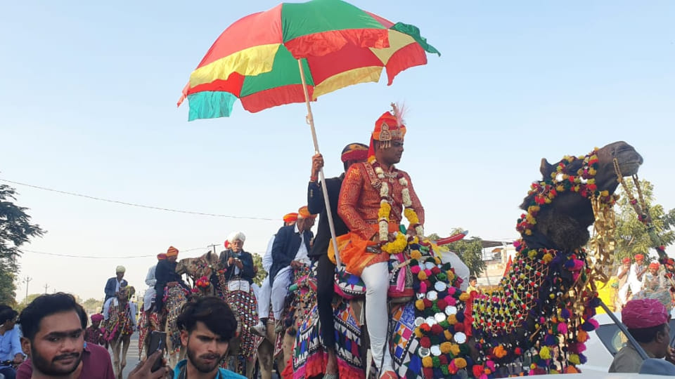 unique wedding in Rajasthan groom reached to pick up the bride riding a camel