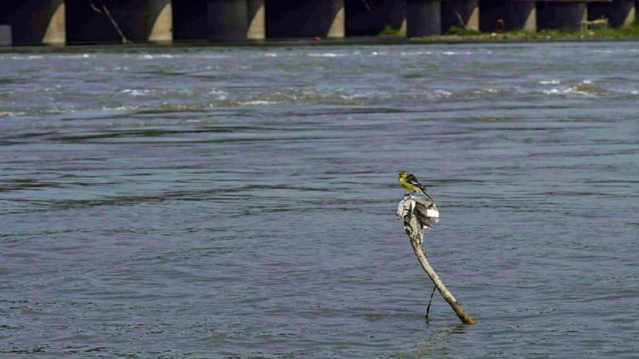 Capacity of six STP will increase to make Yamuna pollution free in Delhi