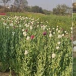 अफीम की फसल