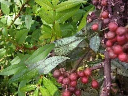 Our Medicinal Plants