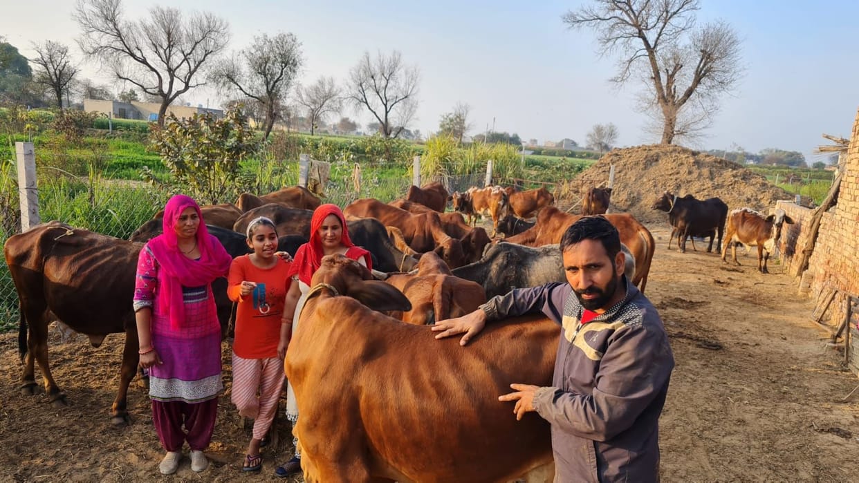 To improve the service and health of the cows, the cow started rearing