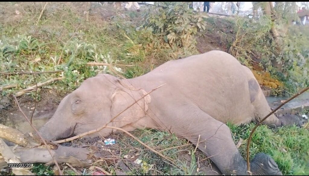 Death of Elefant in Accident