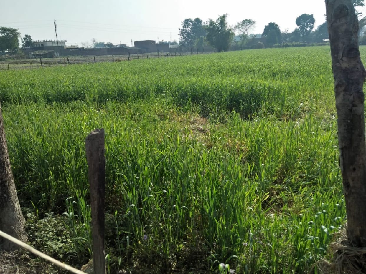 Wild elephants trampled the wheat crop