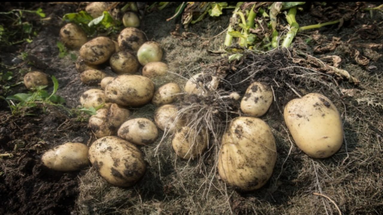 Business Ideas you can earn lacs of rupees By cultivating potatoes