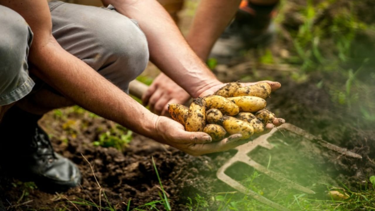 Business Ideas you can earn lacs of rupees By cultivating potatoes
