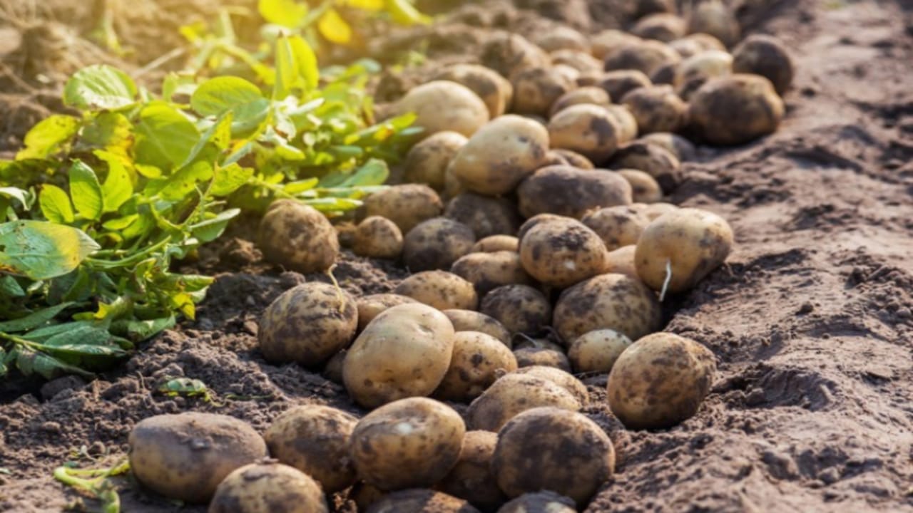 Business Ideas you can earn lacs of rupees By cultivating potatoes