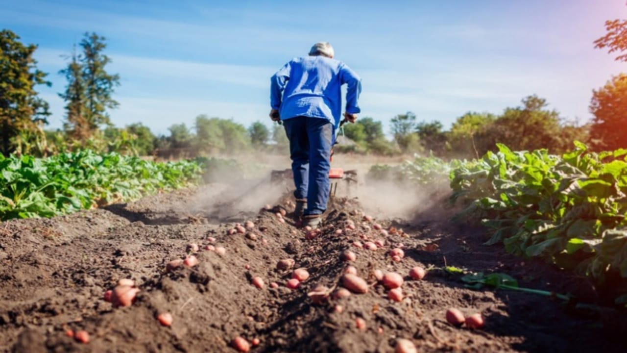 Business Ideas you can earn lacs of rupees By cultivating potatoes