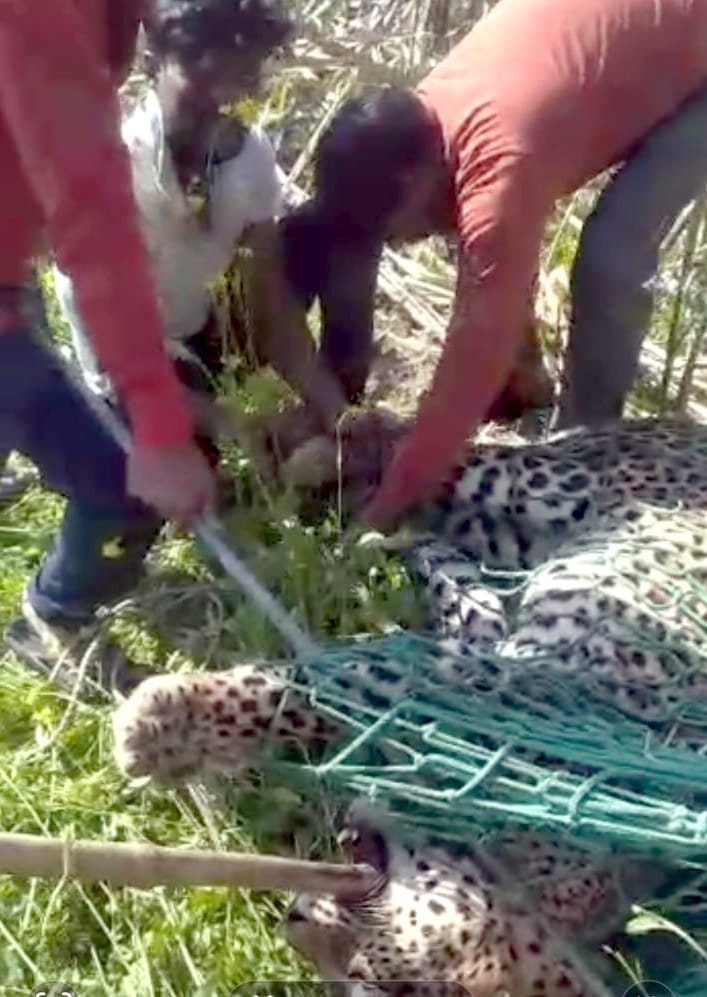 The death of the guldar trapped in the trap, the video went viral