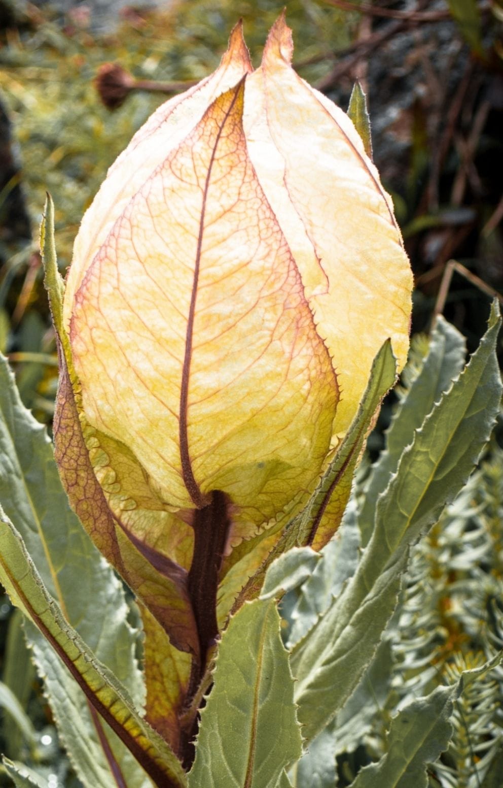 Seeing Brahma Kamal in flower festival, my mind was blown away