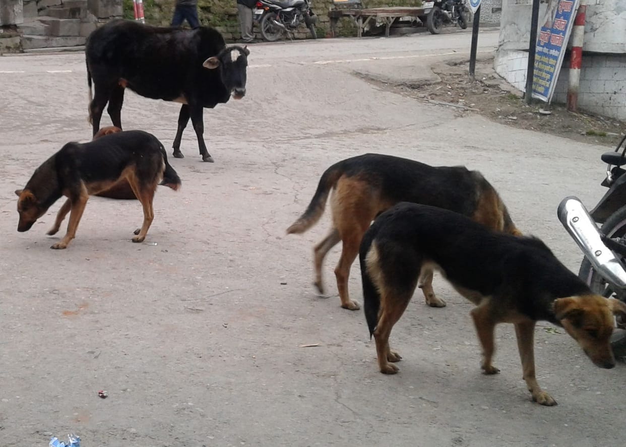 Stray Dogs Is A Big Issue In Ranikhet