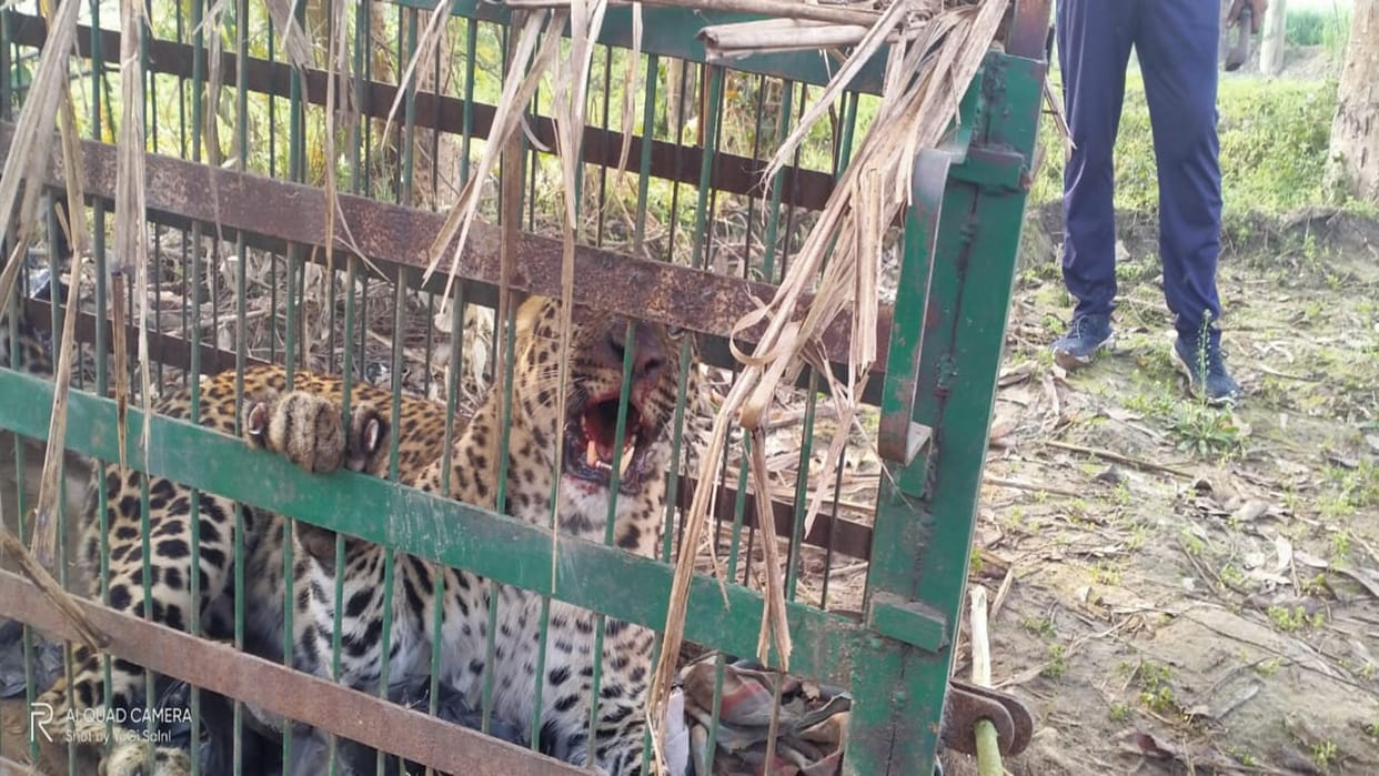 Uttarakhand: Guldar was imprisoned in a cage, the forest department team got success