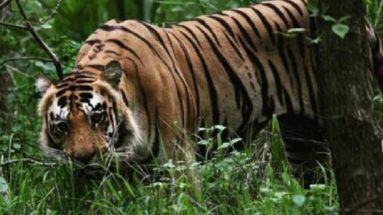 The work of installing cameras to monitor tigers started in Satpura Tiger Reserve,Calculation will be done through photo in April