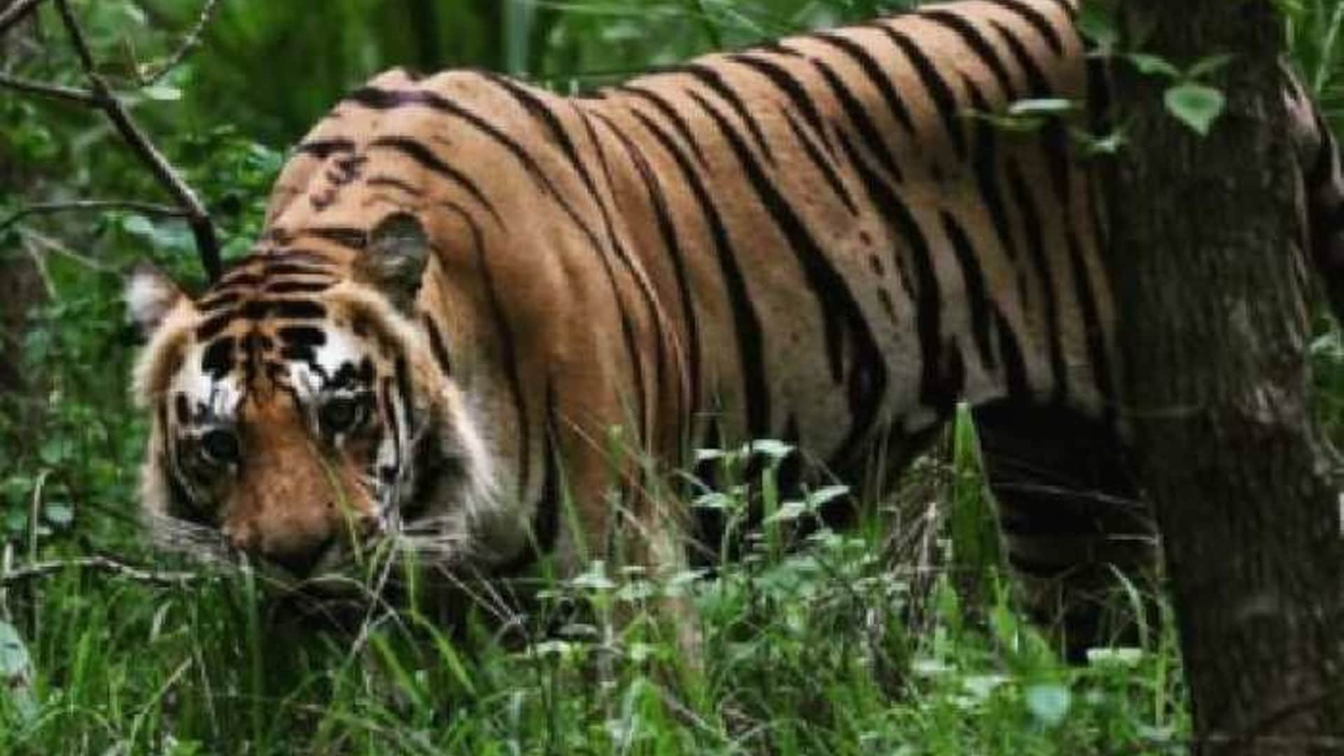 सतपुड़ा टाइगर रिजर्व में कैमरों से होगी बाघों की निगरानी