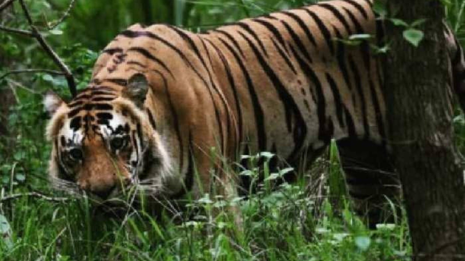 सतपुड़ा टाइगर रिजर्व में कैमरों से होगी बाघों की निगरानी