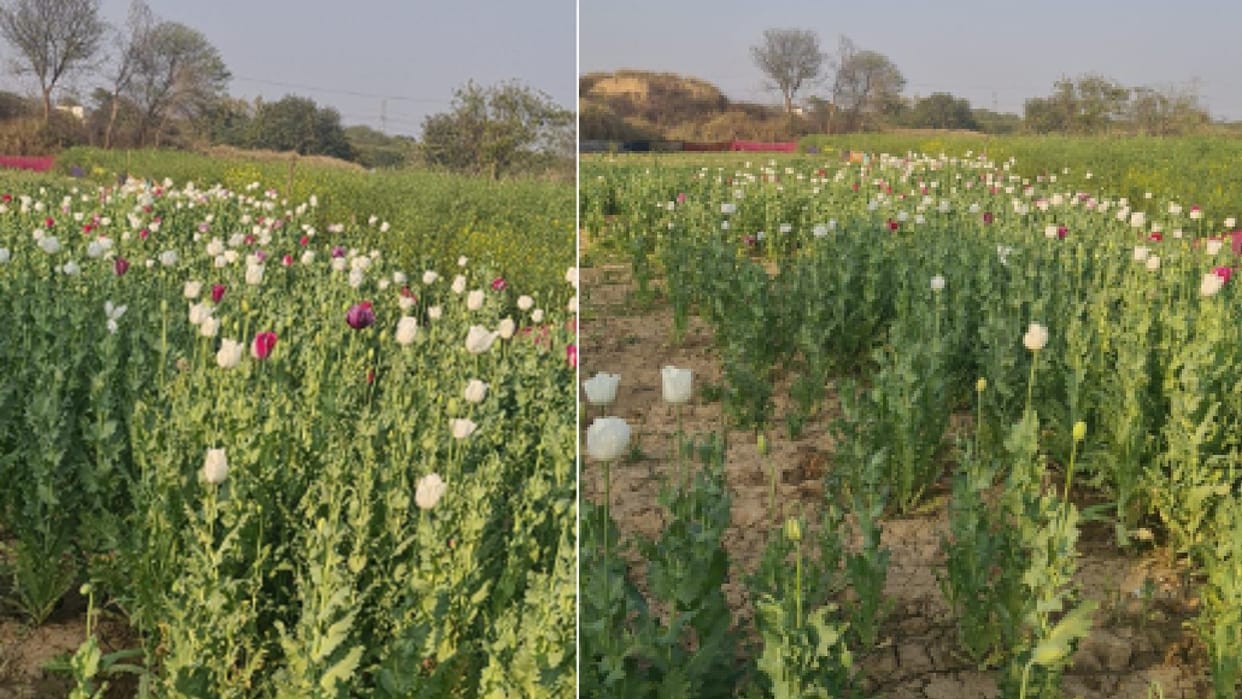 UN survey: Afghanistan opium cultivation in 2022 up by 32 per cent