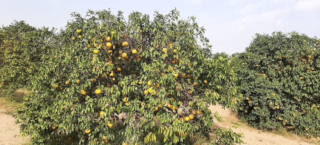 Sirsa tops in kinnow production, yet kinnu zone could not be declared