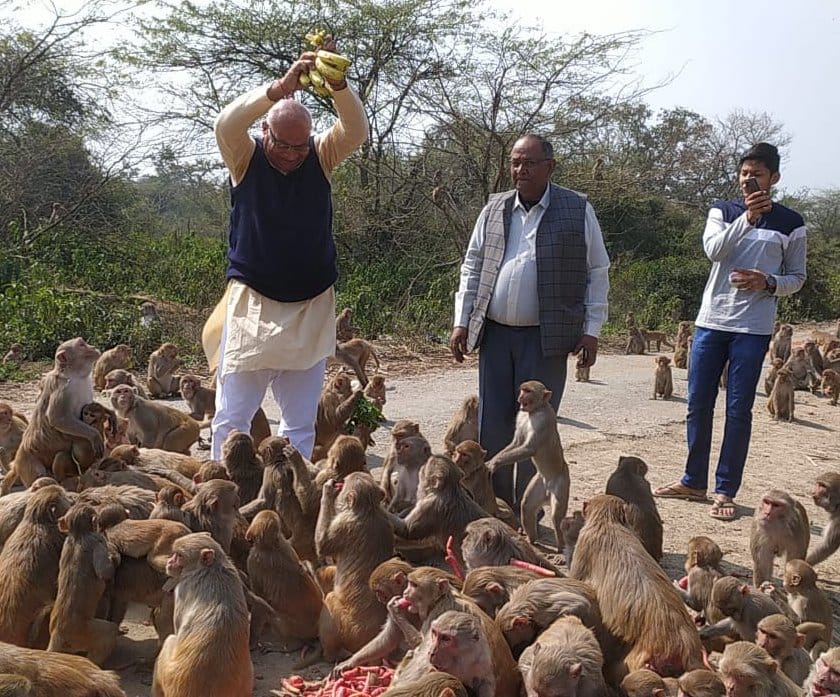 Distribution of laddus and bananas to monkeys in Kharar village