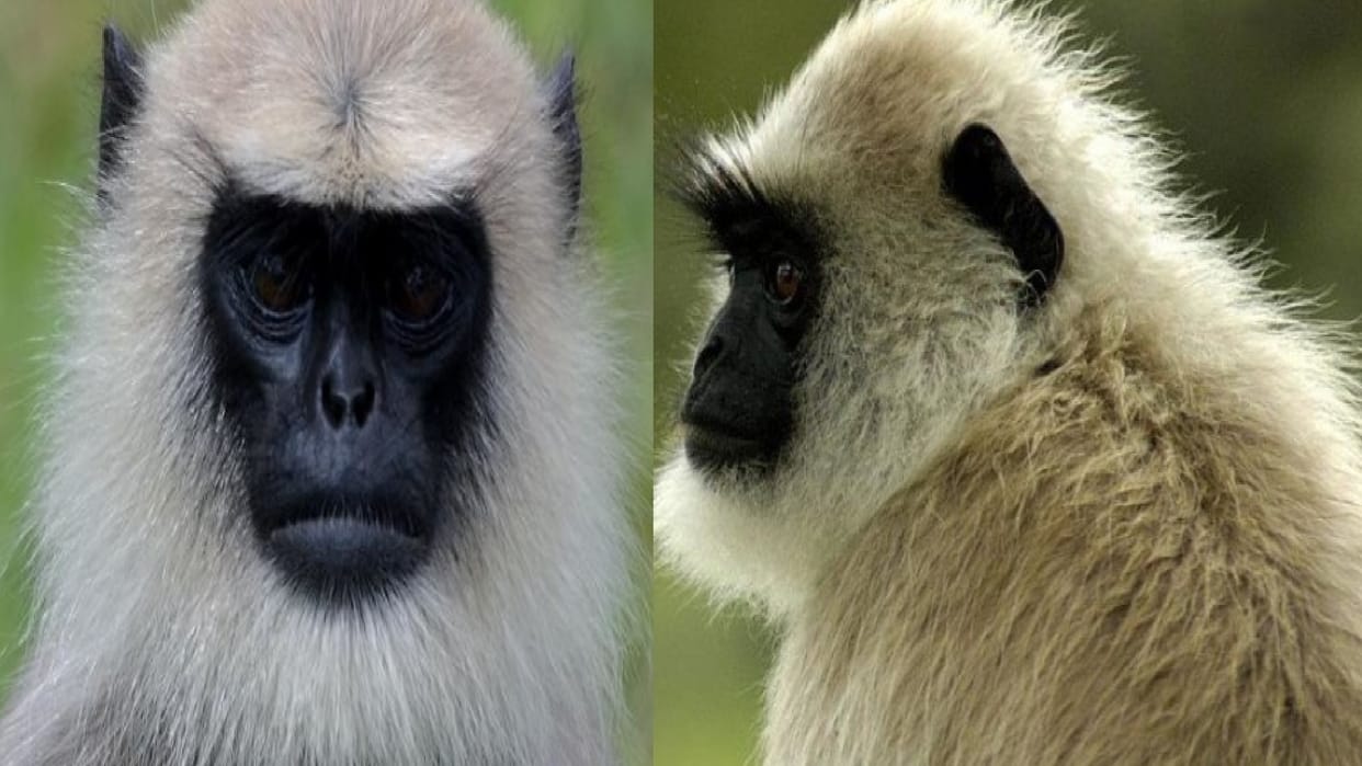 langur was called to save camera of strong room from monkeys In Pilibhit