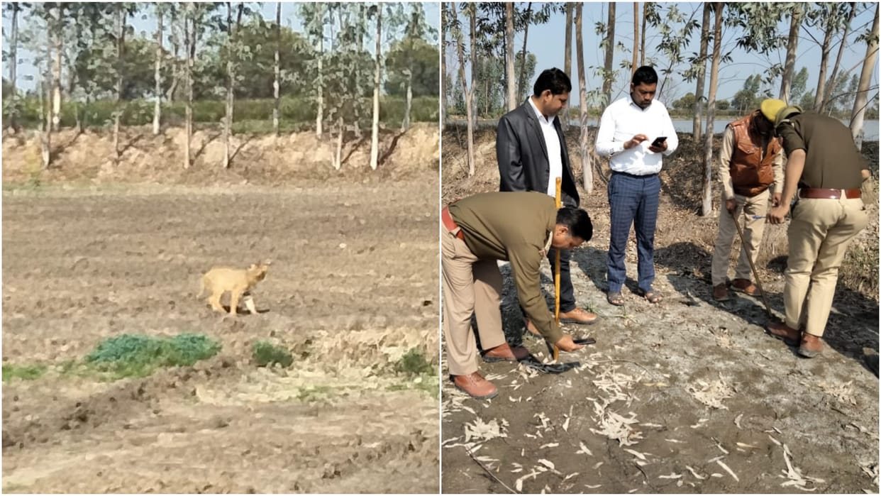 panic in villagers after leopard spotted in Barsana area of mathura