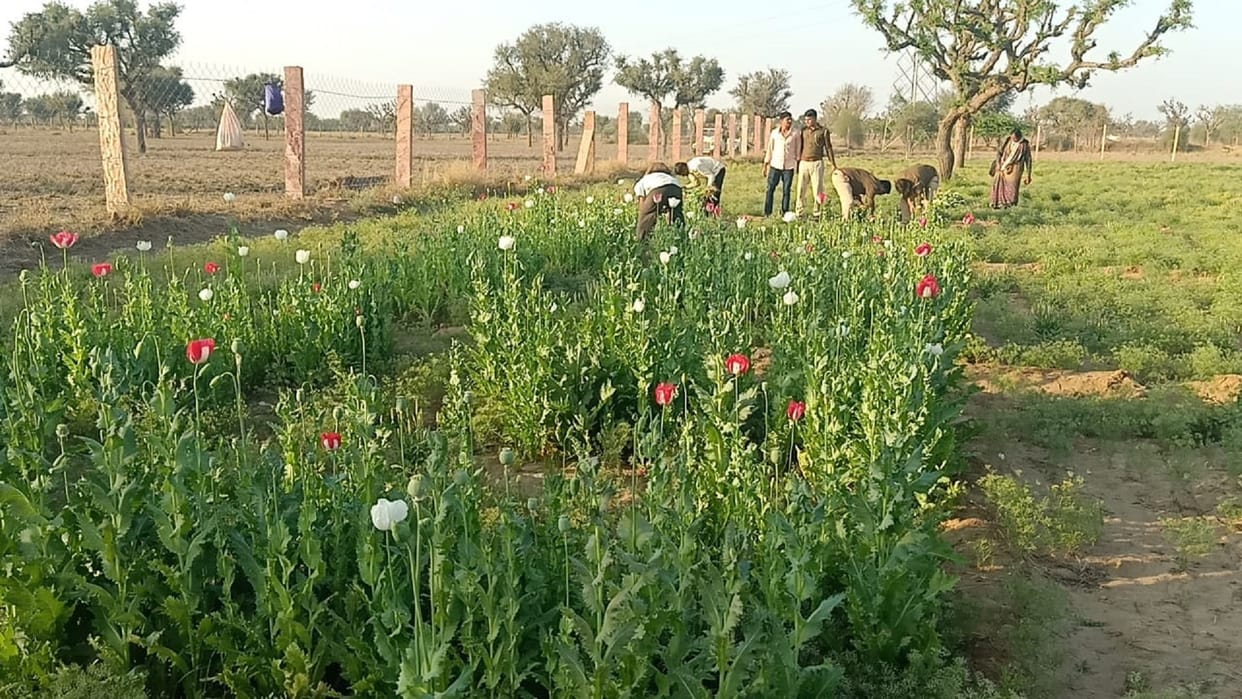 Opium cultivation increased in Afghanistan, smugglers took port route