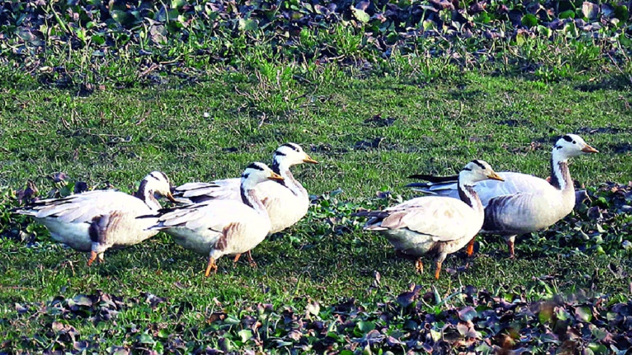 Many exotic birds are present in Delhi's biodiversity parks