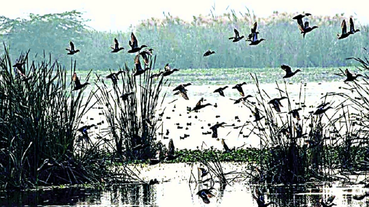 Okhla Bird Sanctuary becomes picnic spot
