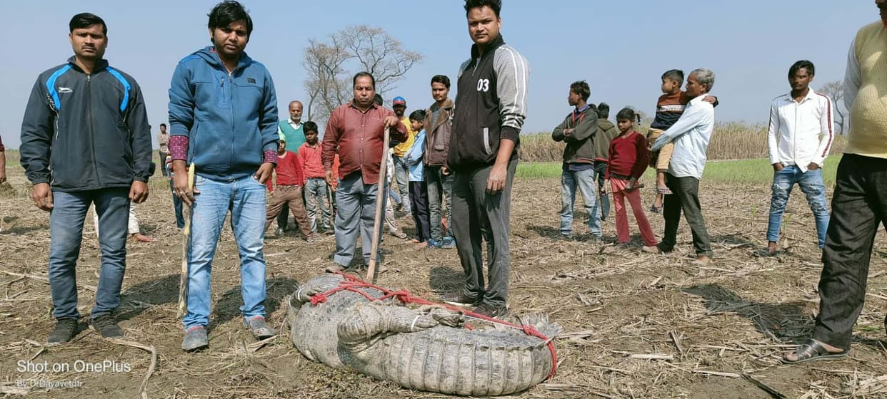 13 feet long crocodile found in Behnanpurwan