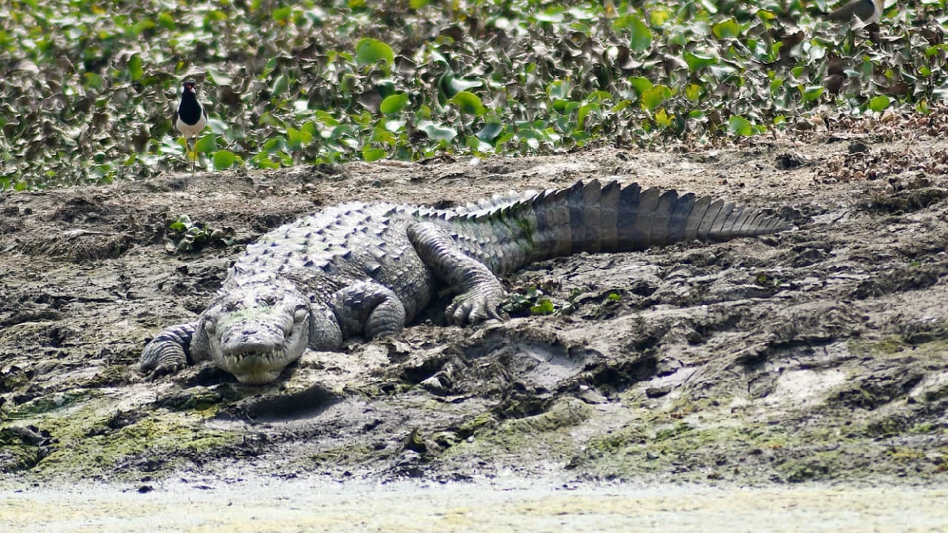 Crocodiles were counted for the first time in Bhopal, 21 in Kaliasot Dam and 1 in Kerwa Dam