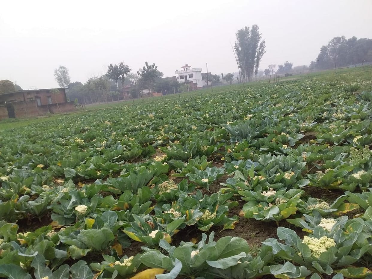 Dinesh is progressing from cabbage cultivation