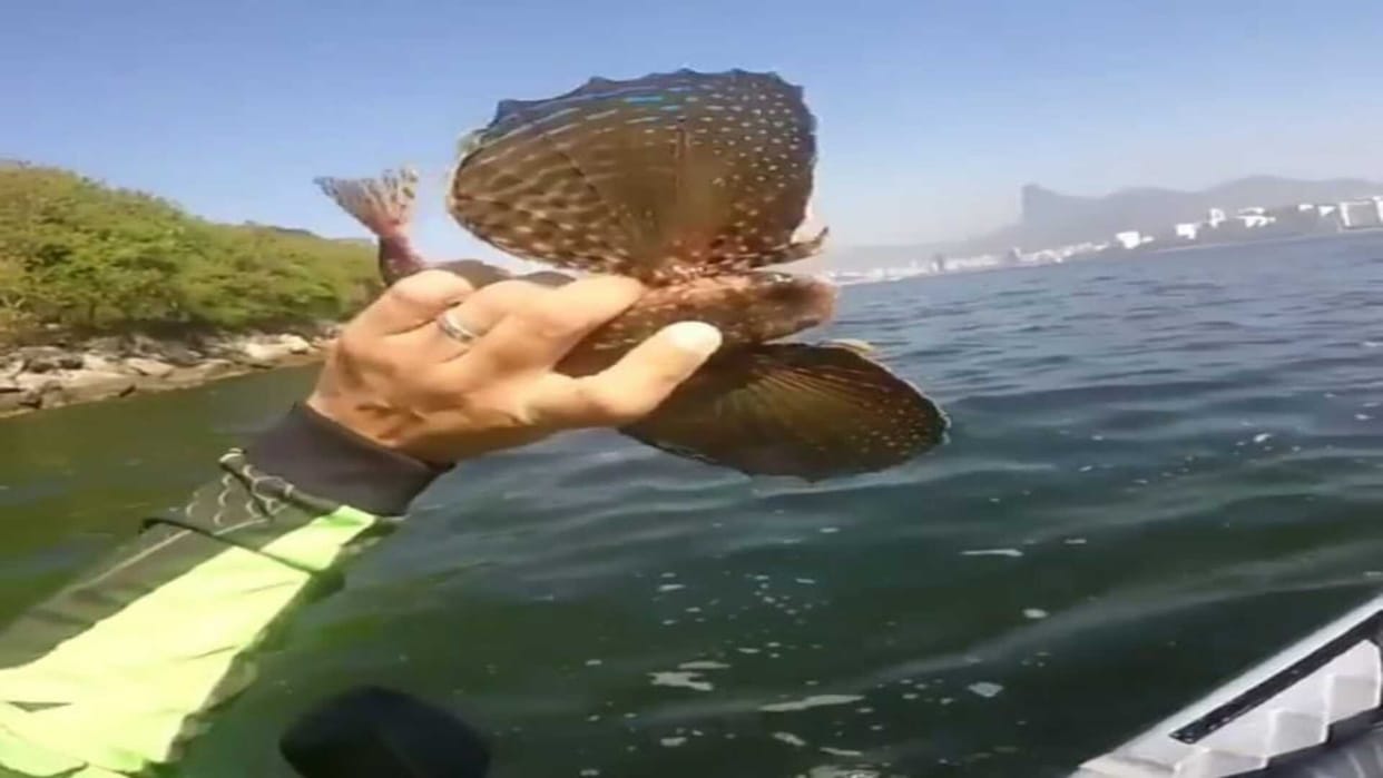 Interesting Facts Know About Fish with Wings in Sea