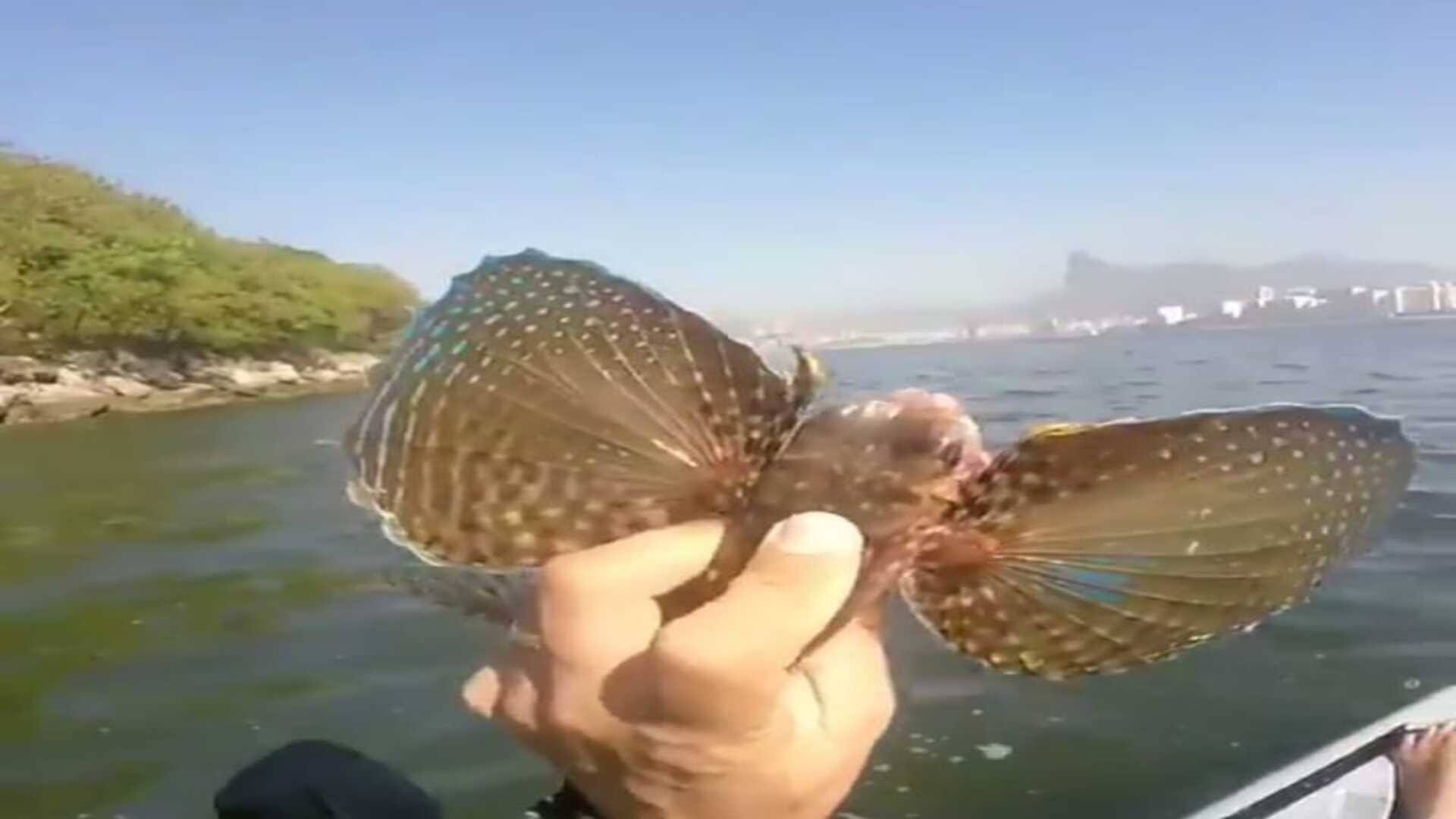 Interesting Facts Know About Fish with Wings in Sea