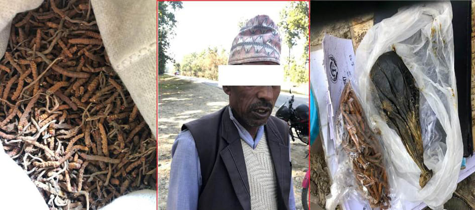 A Nepalese arrested with bear bile and icy insects