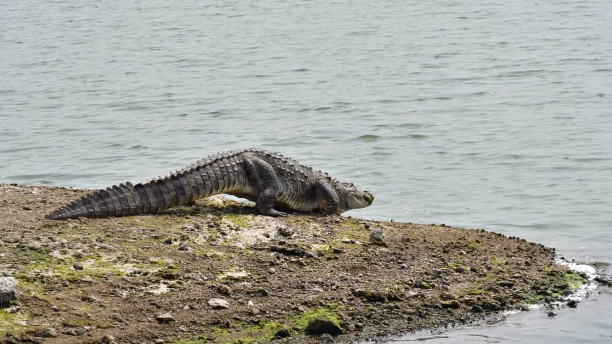 Crocodiles were counted for the first time in Bhopal, 21 in Kaliasot Dam and 1 in Kerwa Dam