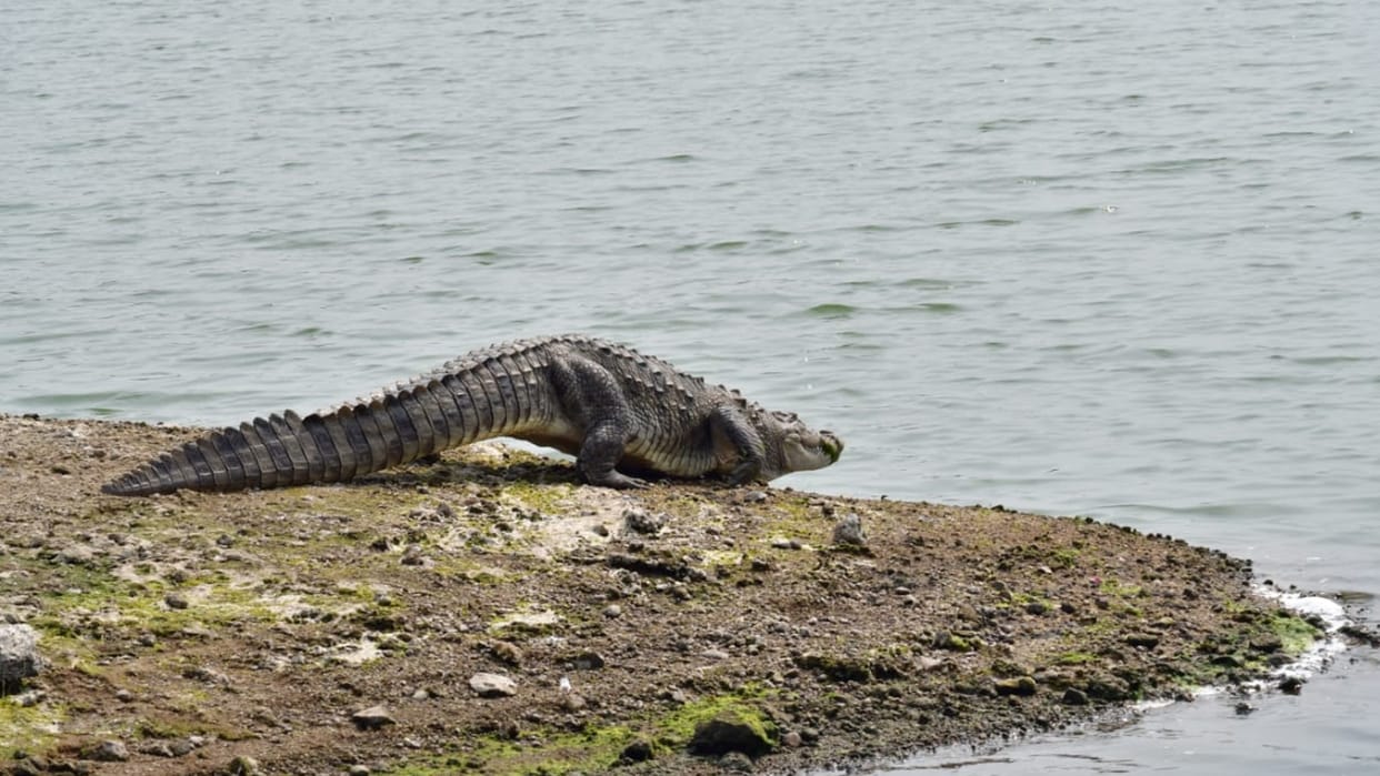 Crocodiles were counted for the first time in Bhopal, 21 in Kaliasot Dam and 1 in Kerwa Dam