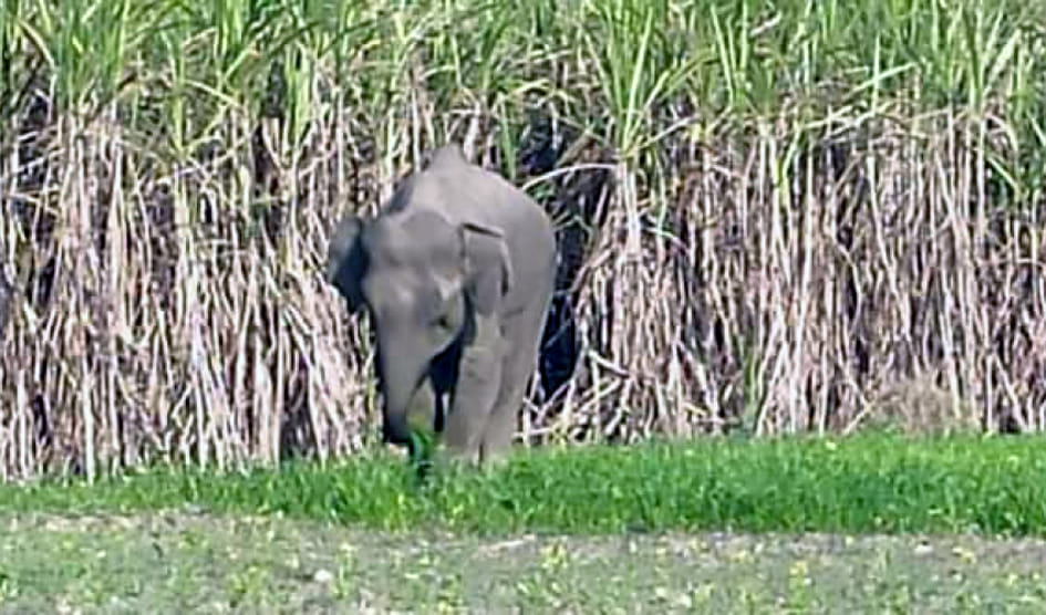 Herd of wild elephants caused damage to crops