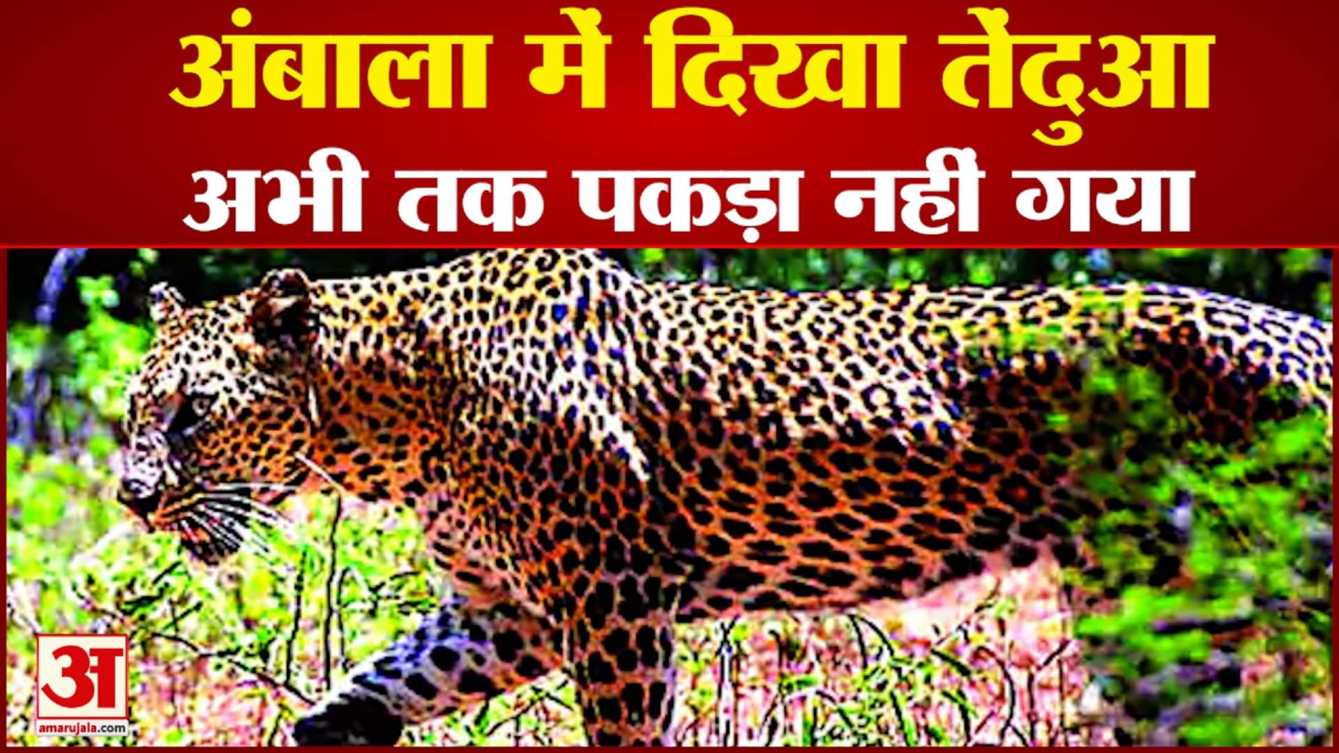 अंबाला में  दिखा तेंदुआ