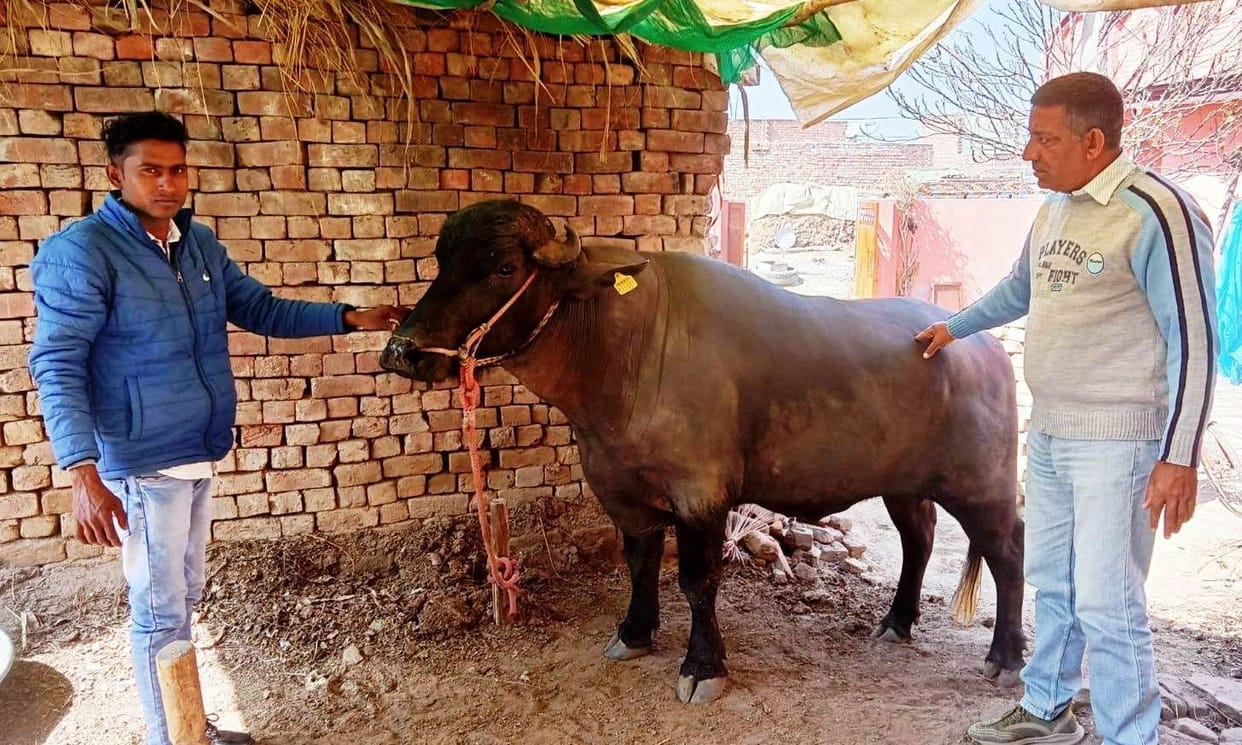 Doctors identifying good animals in villages for exhibition