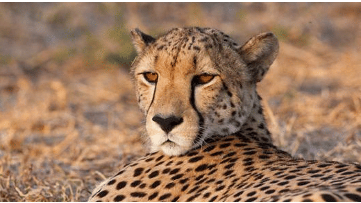 MP News: MoU signed between India and Namibia, African cheetah will soon be seen in Kuno