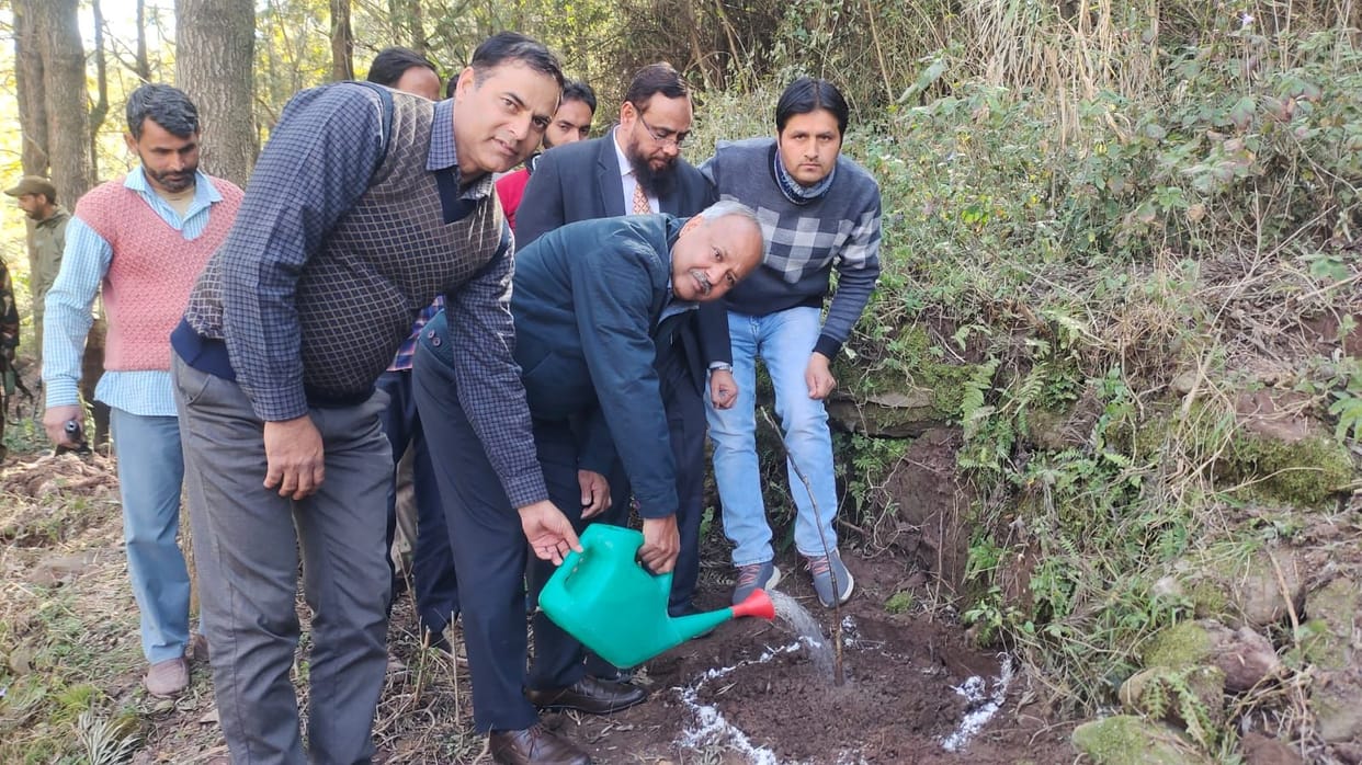 tree plantation